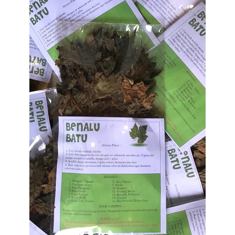 BENALU BATU/ TANAMAN HERBAL 100% ASLI SULAWESI TENGAH
