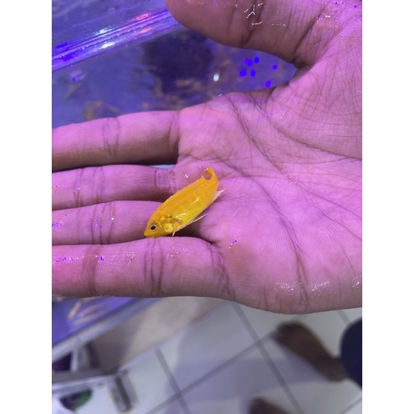 IKAN HIAS CICHLID LEMON UKURAN SMALL