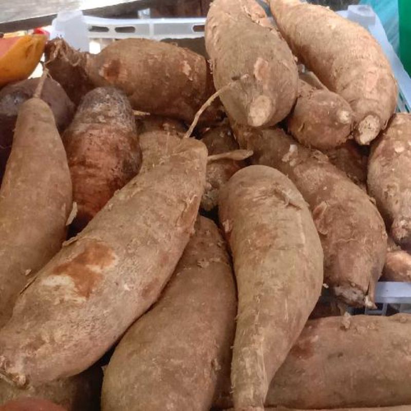 

Ubi kayu roti / ubi roti