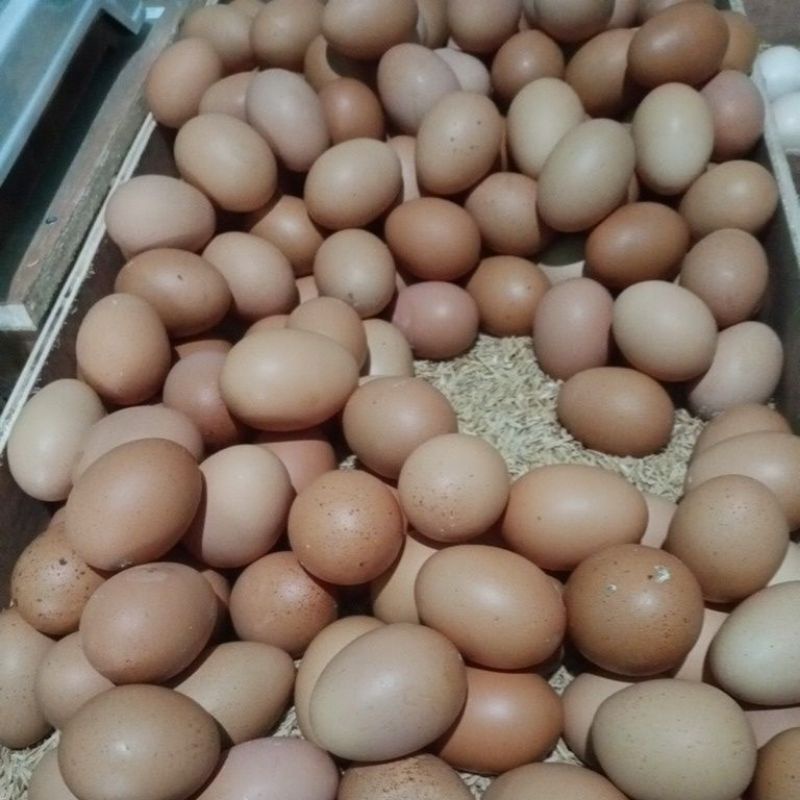 

Telur