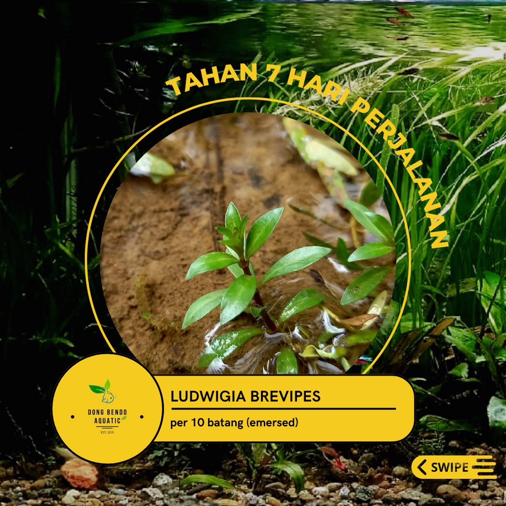 Ludwigia brevipes/Tanaman aquascape