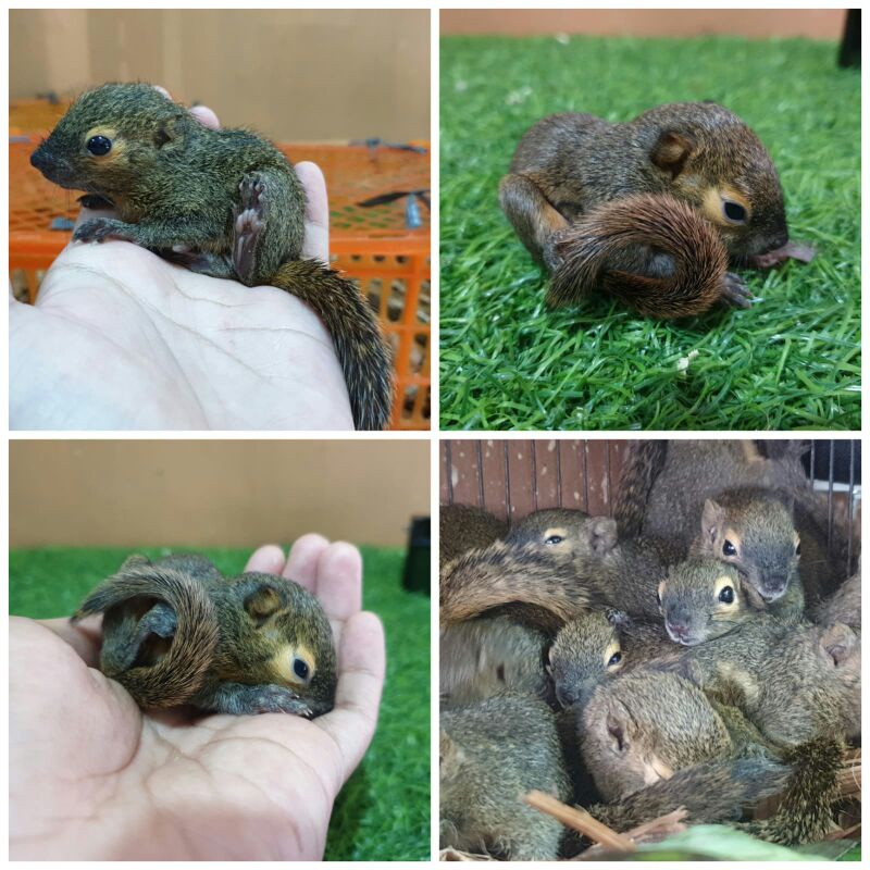 jual bajing kelapa tupay kelapa bajing kelapa