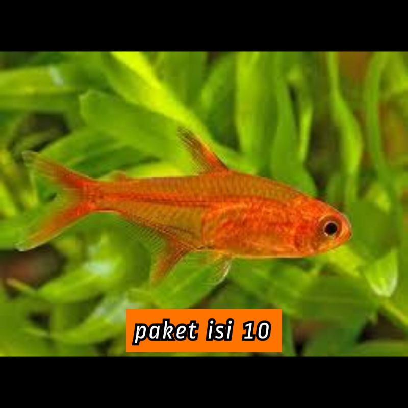 

✓ jual Amandae isi 10