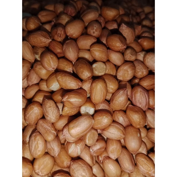 KACANG TANAH KERING