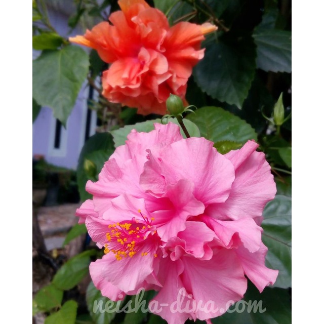 Tanaman hias kembang sepatu hibiscus tumpuk