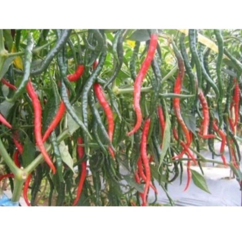 [L-U7U-✉] Benih Cabe kriting OR TWIST 42 F1 | dari Oriental seed ASLI_kekinian