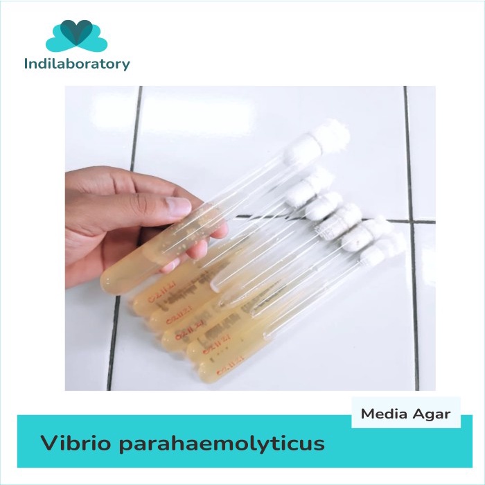 KULTUR BAKTERI VIBRIO PARAHAEMOLYTICUS