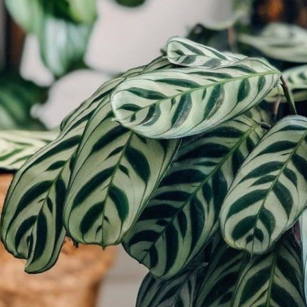 Tanaman Hias Calathea Stromata Burle Marxii Tanaman Bunga Dalam Ruangan Pot – Bunga Hias Hidup / Tan