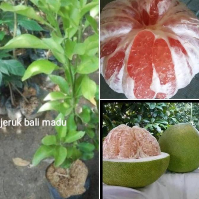 Bibit Pohon Buah Jeruk Bali Madu/Pamelo Madu BB66