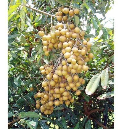 

☎ biji/benih/bibit buah lengkeng /10 biji ➛