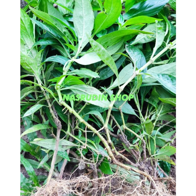 

[Fresh] BIBIT SAMBILOTO PAKET 50 BATANG CABUTAN / BENIH DAUN SAMBILOTO