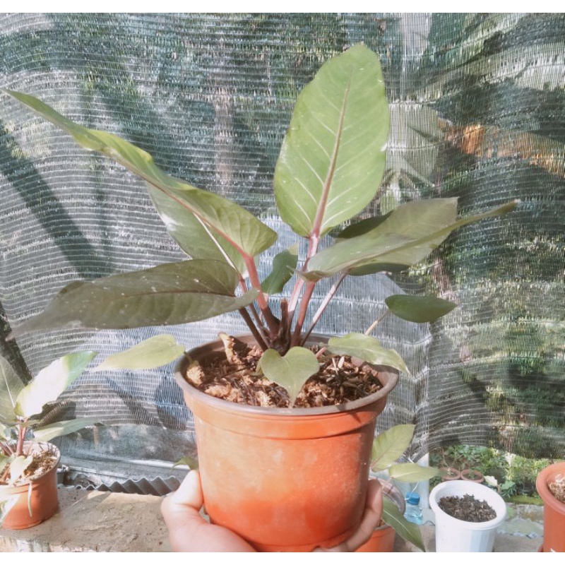 Anturium black beauty