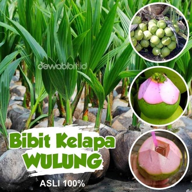 Bibit kelapa wulung kelapa hijau wulung kelapa ijo asli