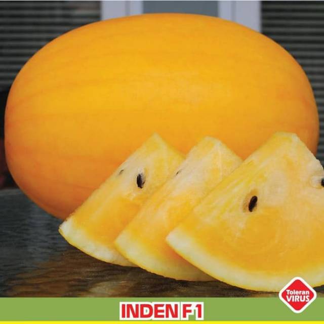 5 Benih Semangka Golden Kuning F1 Hibrida Inden Bibit Tanaman Buah Semangka Inul Premium Unggul