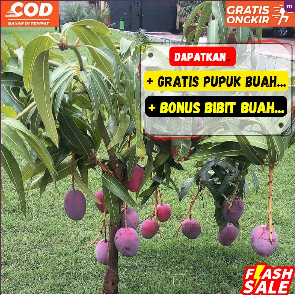 Jual Bibit Pohon Mangga Irwin Unggul Cepat Berbuah Sudah Berbunga Shopee Indonesia