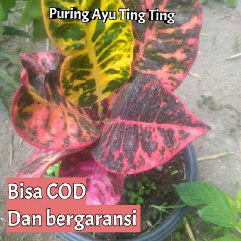 Bibit tanaman bunga puring ayu ting ting
