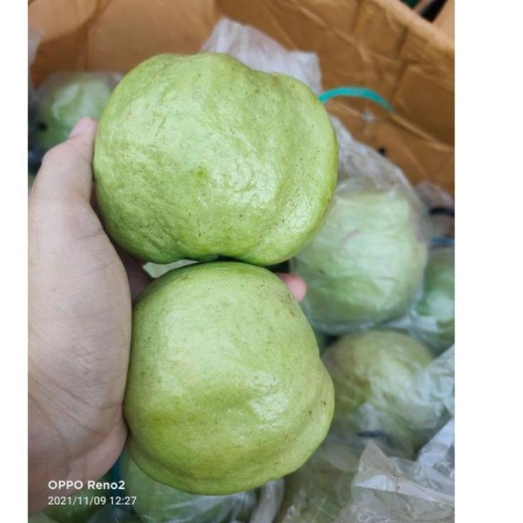 

ワ Jambu kristal tanpa biji 1 kg ヱ