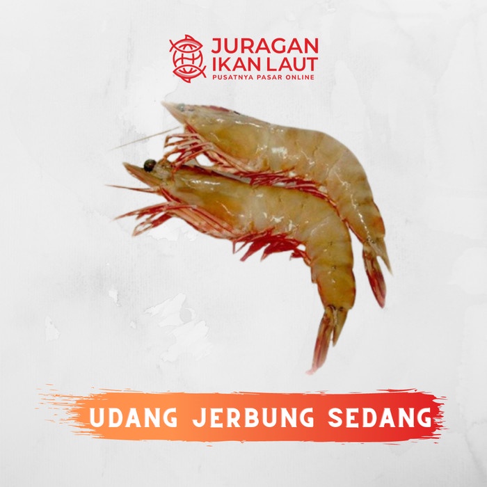 

Udang Jerbung Ukuran Sedang Segar Berkualitas - 1 Kilogram