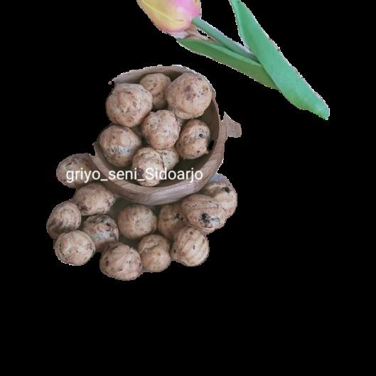 

㊮ SOES ISI COKLAT ENAK ISI 70G ⌅