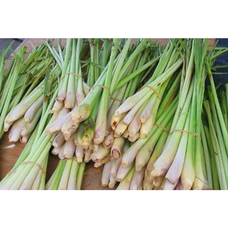 

Sereh serai segar bumbu dapur