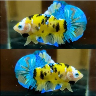 Image of plakat yellow koi multi sepasang cowok cewek
