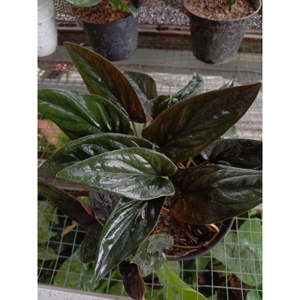 Syngonium black emerald Tanaman hias singonium black