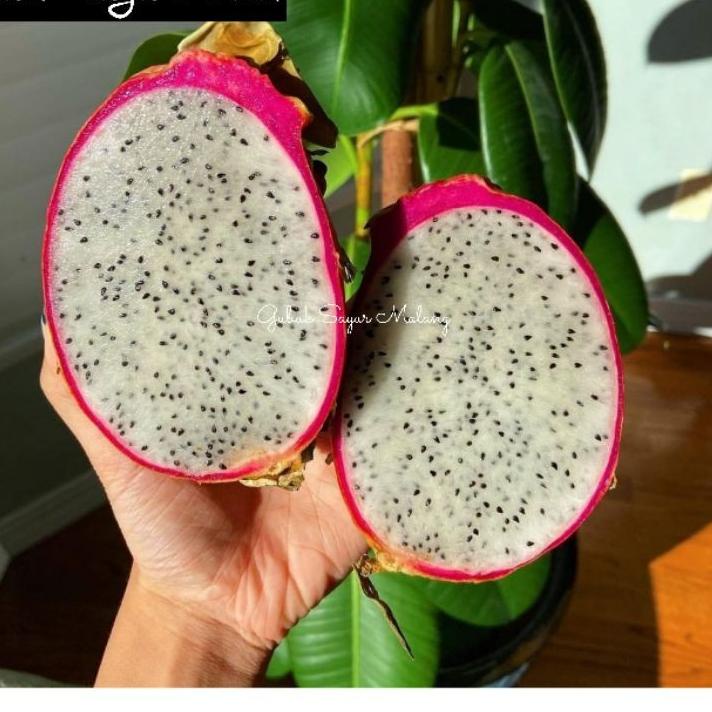 

SPECIAL PRICE Buah Naga Putih / Dragon Fruit (2 pcs) ♗ 855