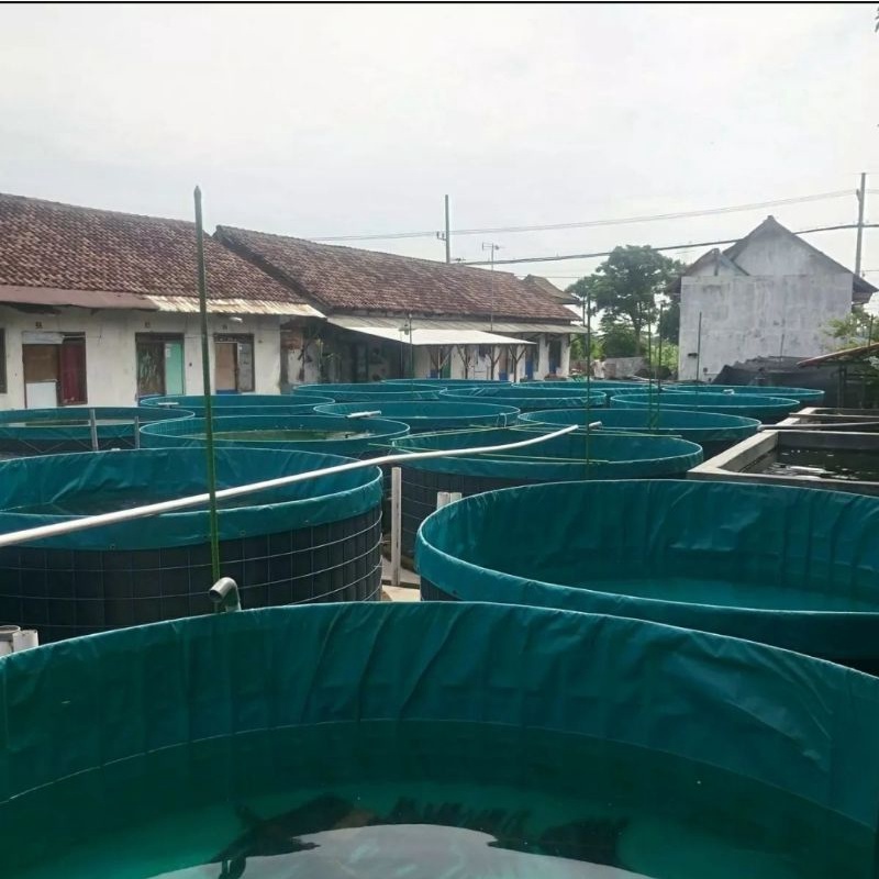 kolam ikan bulat DIAMETER 3M bahan terpal semi karet