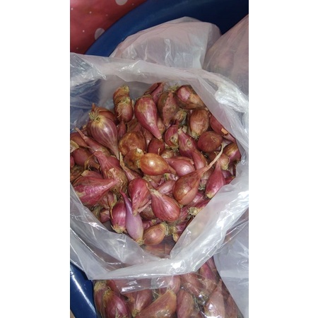 

bawang merah brebes murah