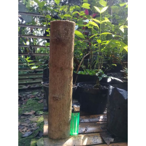 Bahan Stek Sancang Besar Panjang