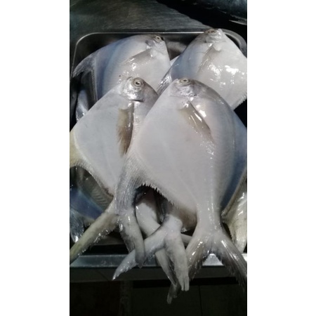 

Ikan Bawal Putih 200gr