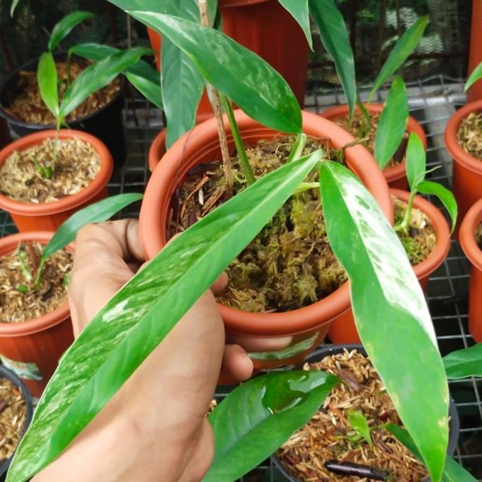 rhaphidophora megasperma variegata