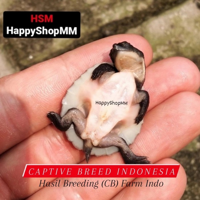 

KURA DADA PUTIH CERAH MOTIF PILIHAN UK. 3-5CM+-