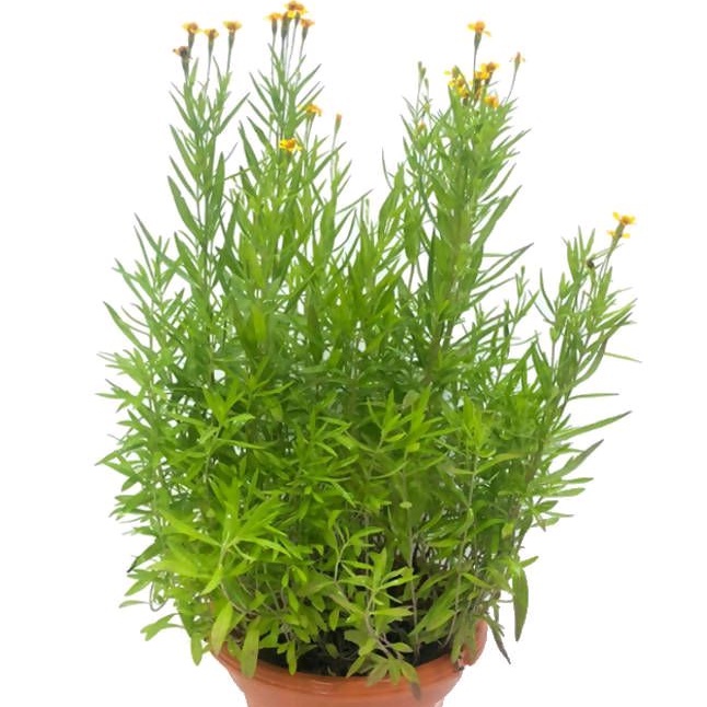Tanaman Tarragon Herbs / Tarragon Bumbu Masak / Tarragon Herbal / Artemisia Dracunculus / Dragon Her