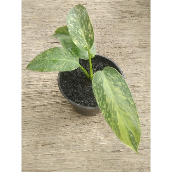 philodendron josebuono mint