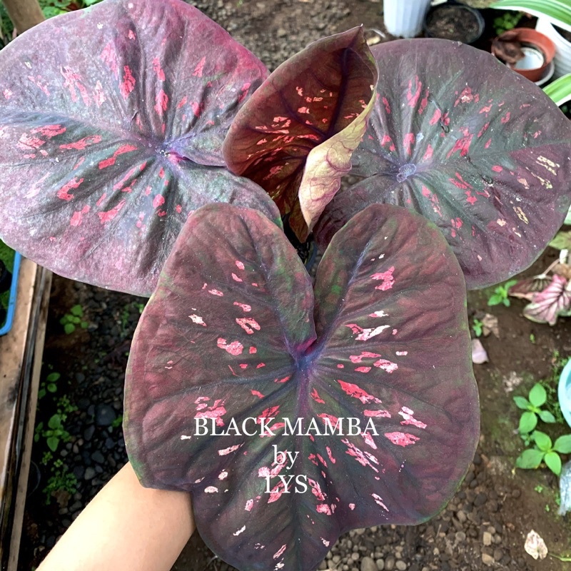 BIBIT CALADIUM BLACK MAMBA