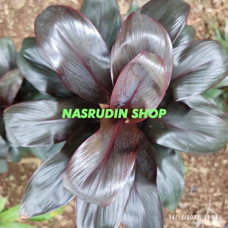 

[Fresh] BIBIT ANDONG HITAM 2 BATANG / BIBIT HANJUANG HITAM / BIBIT STEK HANJUANG WULUNG