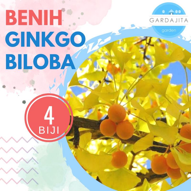 Benih GINKGO BILOBA [isi-4] Biji Bibit Pohon Gingko