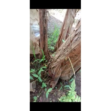 BIBIT PISANG RAJA NANGKA MERAH ROJO NONGKO