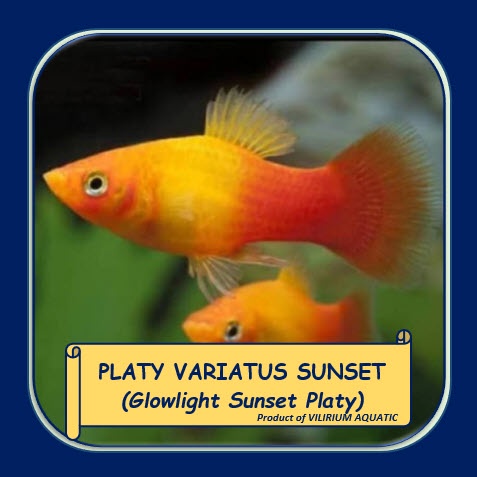 IKAN HIAS AIR TAWAR - PLATY SUNSET / VARIATUS PLATY SUNSET / GLOWLIGHT SUNSET PLATY (±2cm)