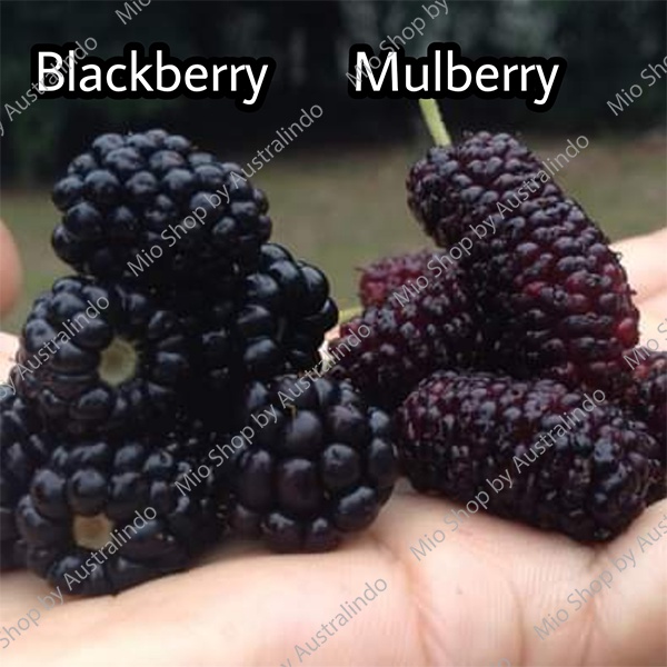 

8 Fruitz frozen mulberries/mulberry/murbei beku IMPORT 500 Gr- BEDA DENGAN BLACKBERRY