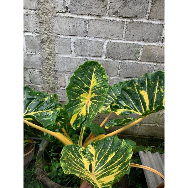 Alocasia sente kuning new guinea -gold ekspor