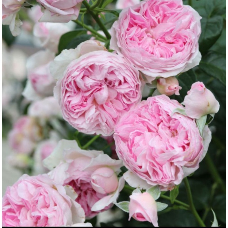 bunga mawar moncor DEWASA mawar import wangi mawar import climbing