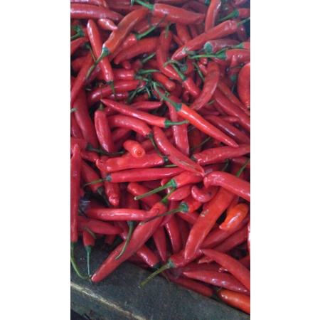 

Cabai Merah Besar