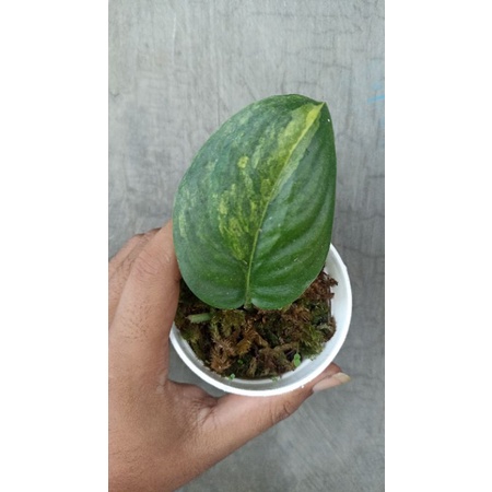 scindapsus jade satin, jade satin, scindapsus variegata