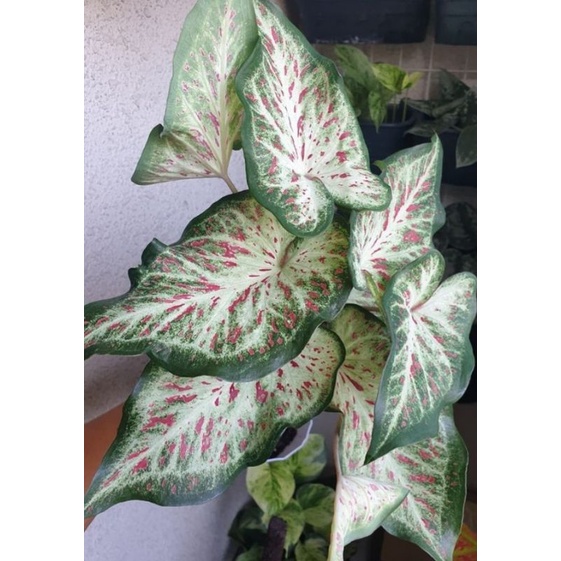 Tanaman hias keladi gingerland/caladiumgingerland/keladi hias