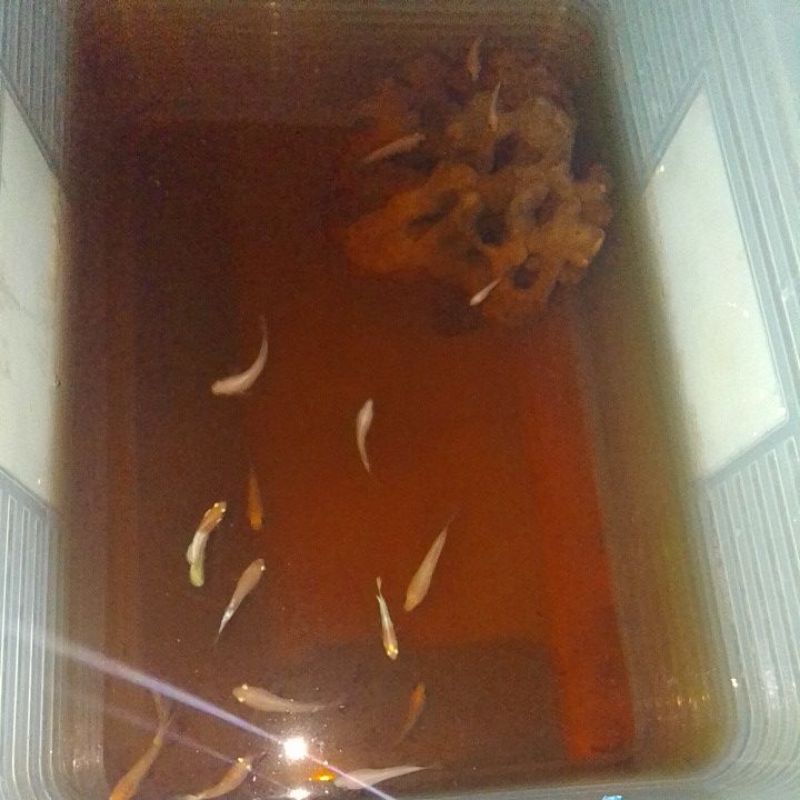 

ikan cupang HM bagus// ikan sehat, umur, udah besar
