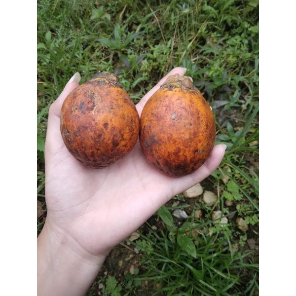 Bibit Pinang BetaraJumbo