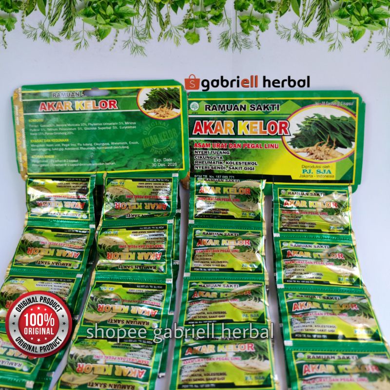 AKAR KELOR ramuan rematik, obat pegal linu