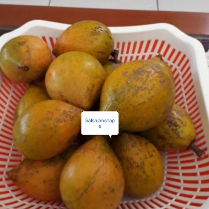 

TERBARU 500 gram Buah Alkesa/Sawo Mentega